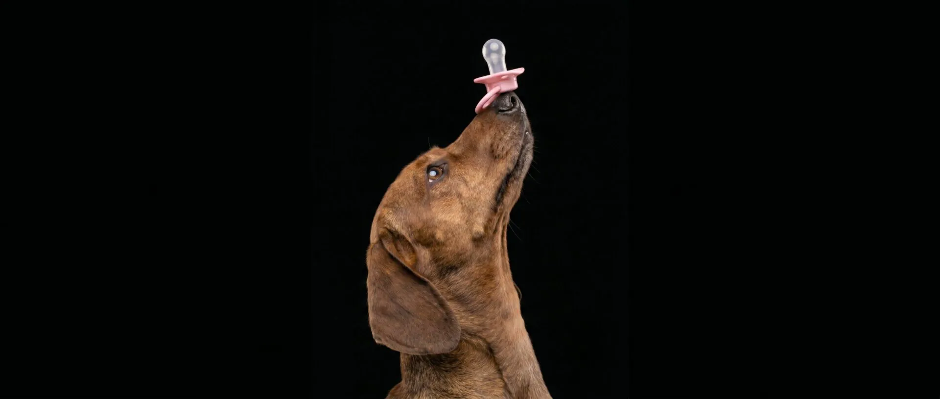 O Brasil tem 160,9 milhões de pets e 39 milhões de crianças. As mesmas marcas atendem as duas pontas.
